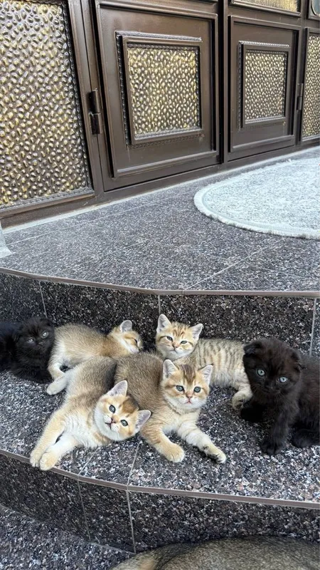 Продается миленькие котята 8 Продается миленькие котята 8