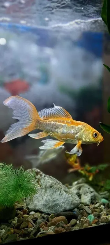 Platinaviy Kapalak Koy (Platinum Butterfly Koi) 3 Platinaviy Kapalak Koy (Platinum Butterfly Koi) 3