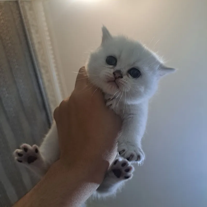 Продаётся кошка 8
