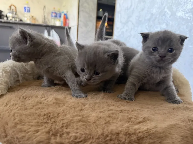 Котята британский + шотладская породистые 1 Котята британский + шотладская породистые 1
