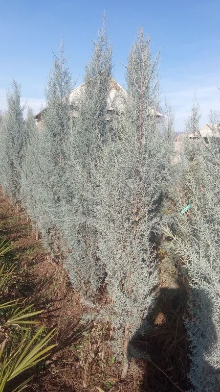 Pavlonya bor Lola darahti bor galiboy gepars bor Arizona bor — фото 4