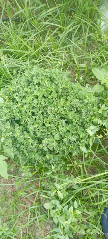 Globus xirzatema gullari sotuvda 6