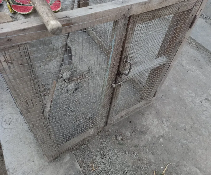 Tovuq katagi ideal holatda 3
