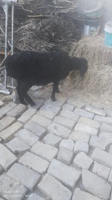 Ona bola qoʻylar bolasi qoʻchqorcha 7
