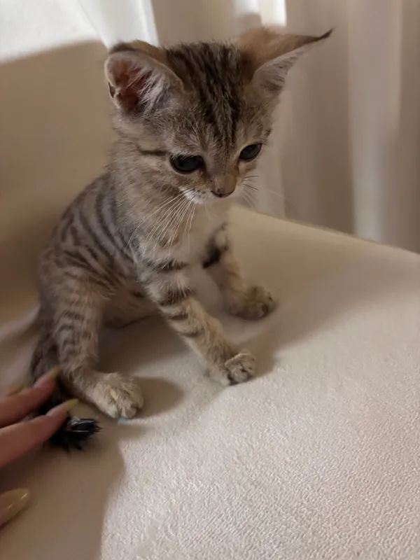 Котенок помесь с породистым 2 Котенок помесь с породистым 2