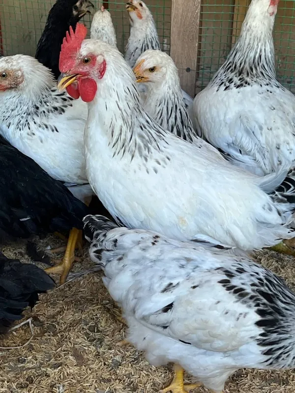 Adler xorozlari sotiladi 3 Adler xorozlari sotiladi 3