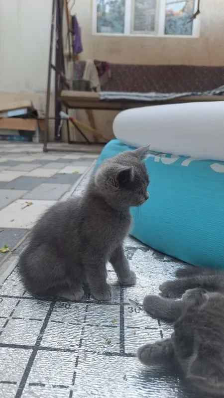 Котята мушук кошка mushuk 6
