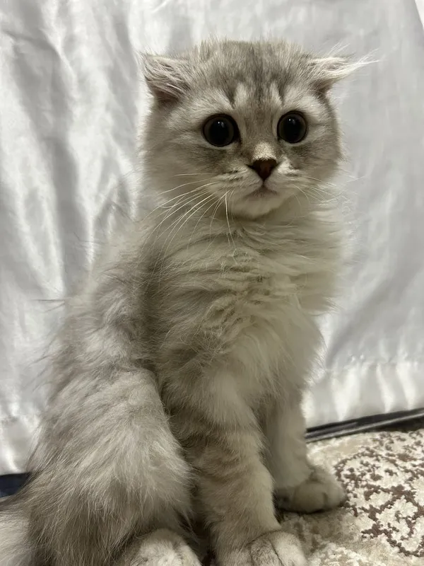 Кот, шотландская вислоухая 1