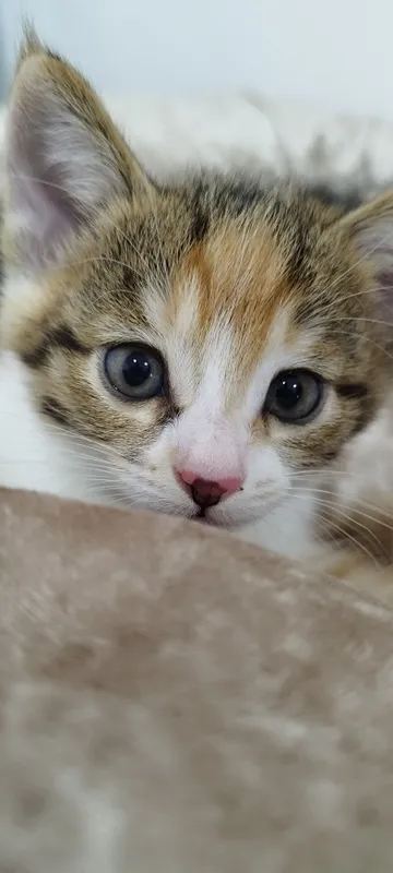 Кошку Отдам в хорошие руки  бесплатно 3