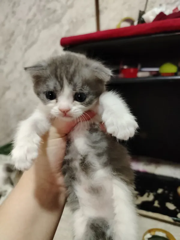 котята