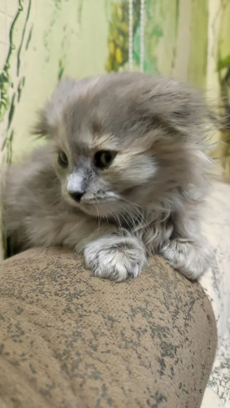 кошка шотландская вислоухая (скоттиш-фолд) — фото 1
