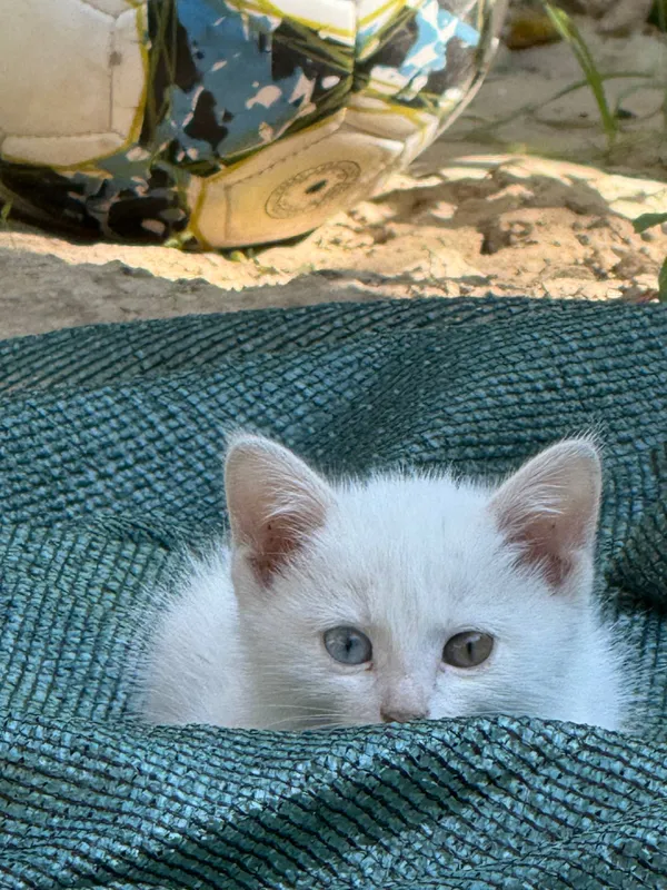 Котята бесплатно отдаются в надёжные руки 3