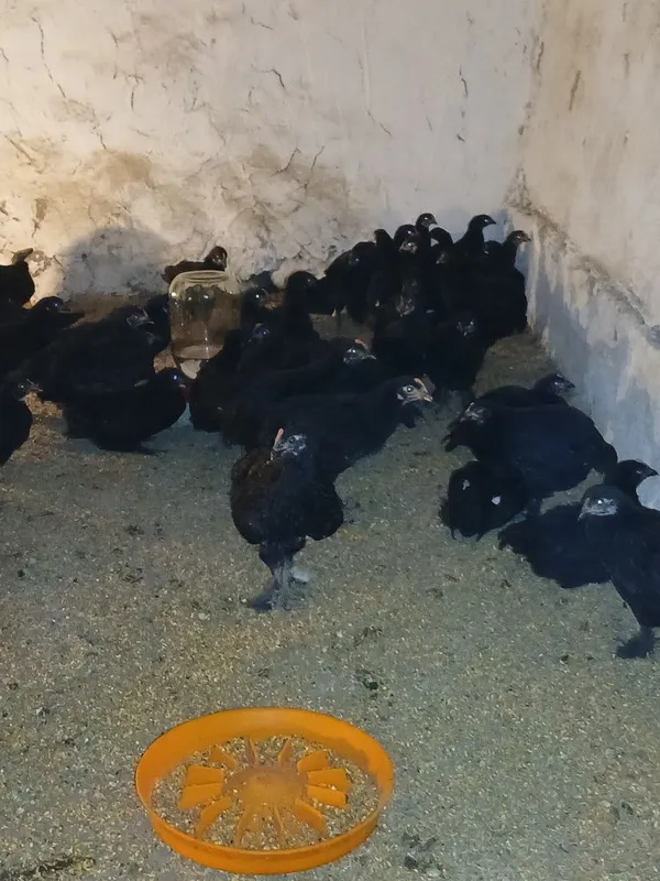 2 oylik andijon sertuhum qora tovuq jopjalari 1 2 oylik andijon sertuhum qora tovuq jopjalari 1