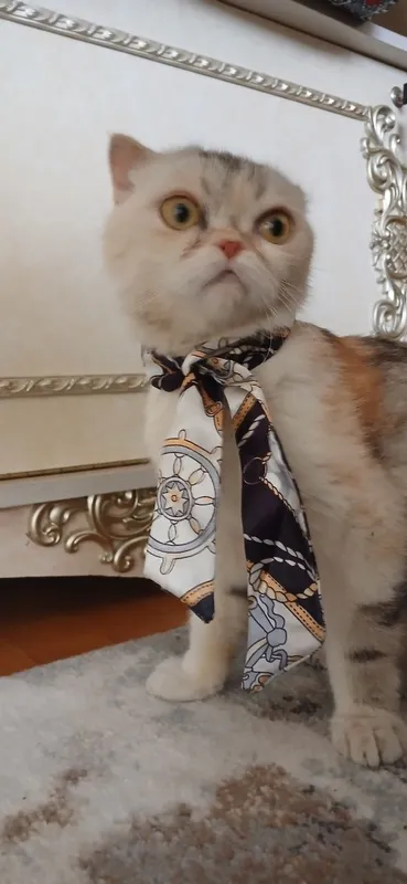 Персидская кошка 5