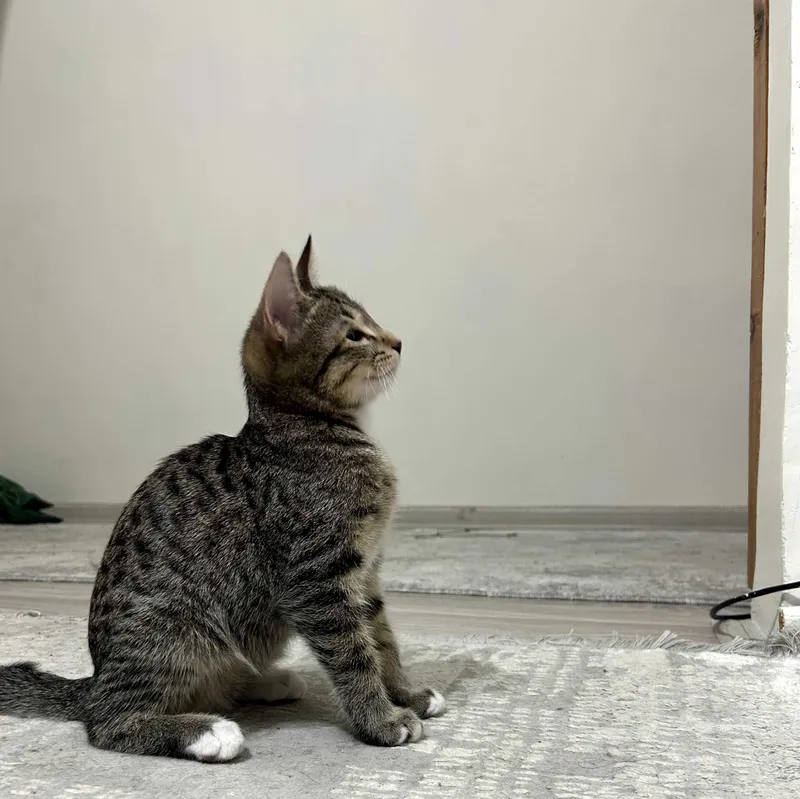 котенок в добрые руки 1 котенок в добрые руки 1