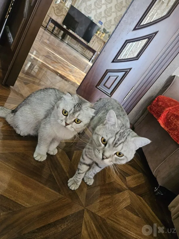 Mushukcha sotiladi 4 Mushukcha sotiladi 4