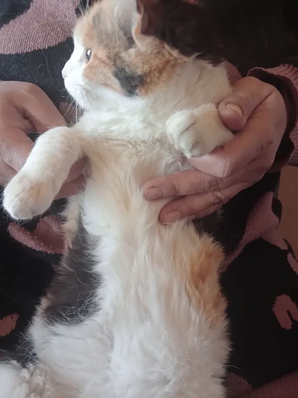 Calico uy mushugi