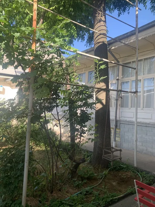 продаю Пекан большой ствол. у меня дома. окружность 1,5 высота 10 метр — фото 4