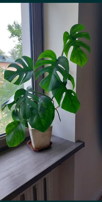 Yirik bargli monstera