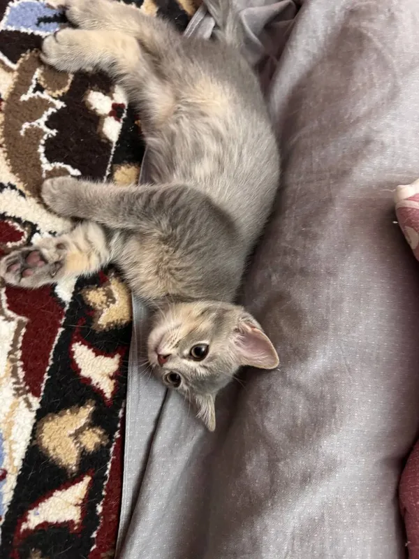 Отдаю котят в добрые руки — фото 3