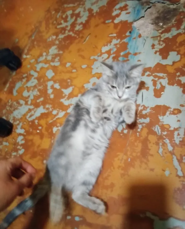 Котята наполовину вислоушки 2 Котята наполовину вислоушки 2