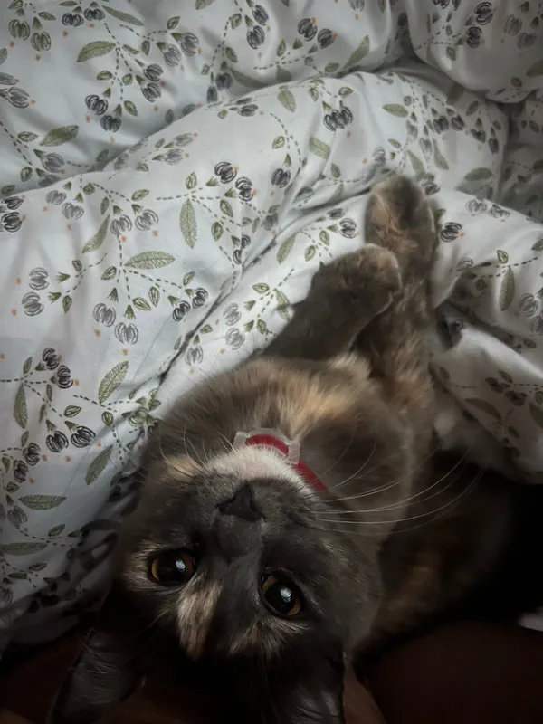 Кошка в хорошие руки 1