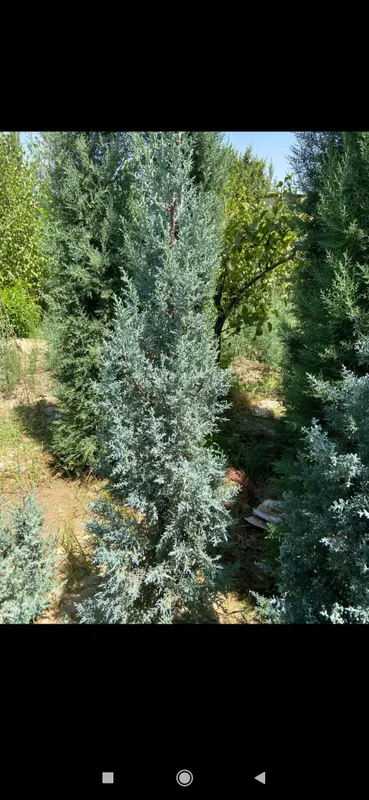 Аризонская кипарисовая арча 1 Аризонская кипарисовая арча 1