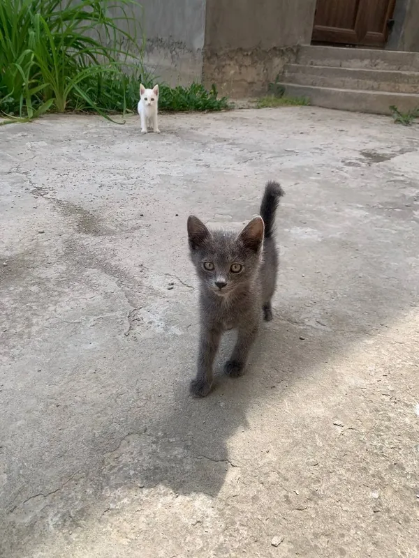 Котята домашние в добрые руки — фото 1