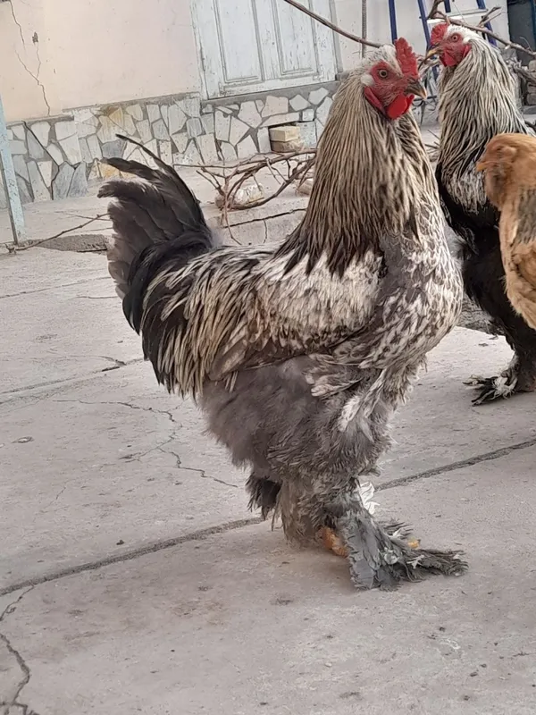 Brama tovuq va xoʻrozlar sotiladi