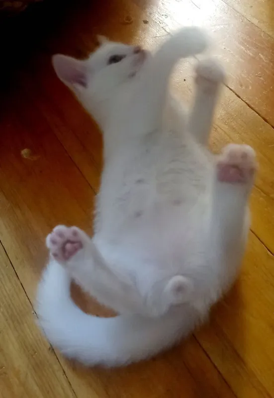 Oq angora mushukchalarini sotaman 2 Oq angora mushukchalarini sotaman 2