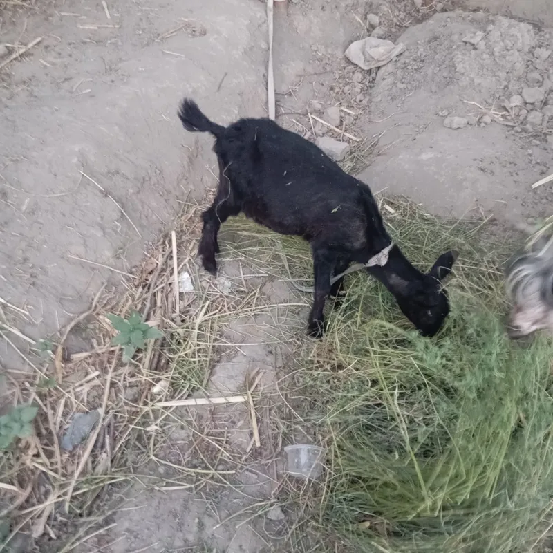Echki ona bacha sotiladi 3 Echki ona bacha sotiladi 3