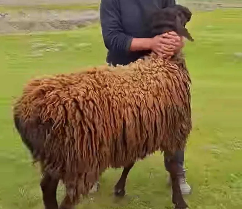 Qo‘y va qo‘chqorlar sotiladi