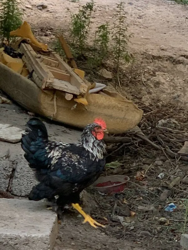 Qora shahzoda xorozlari va jojalar sotiladi. 5 Qora shahzoda xorozlari va jojalar sotiladi. 5