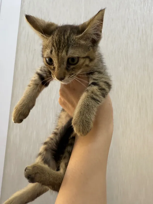 Отдам котенка в добрые руки — фото 1