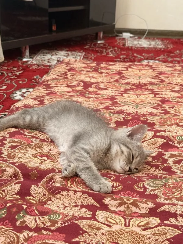 Британский котёнок мальчик 2,5 месяц 3
