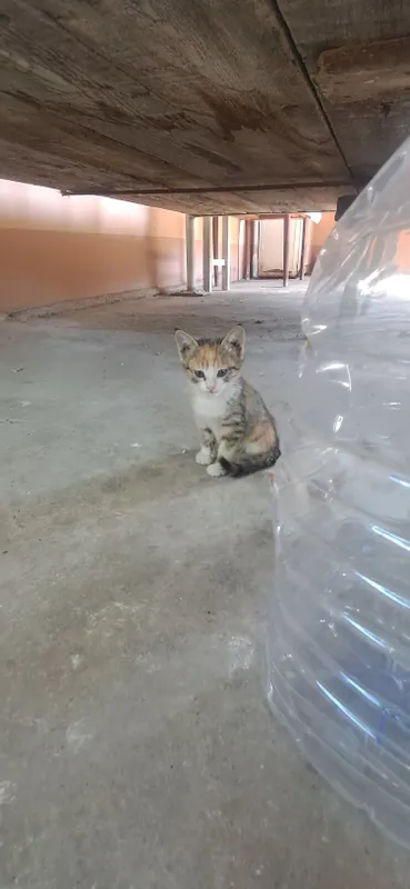 Продаются КОТЯТА 1 Продаются КОТЯТА 1