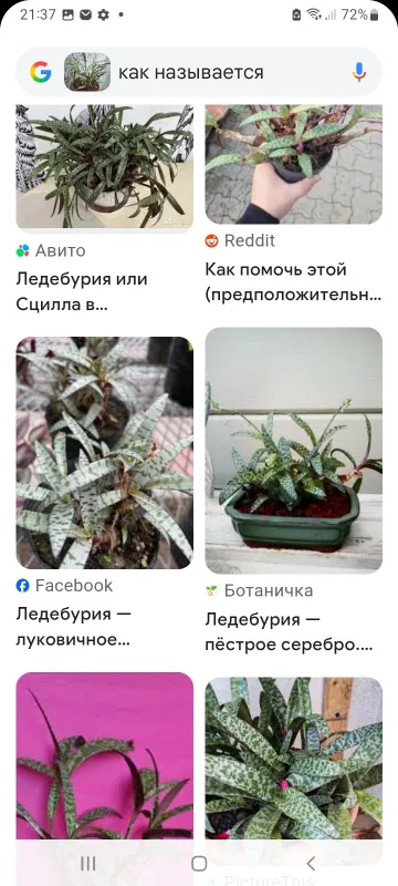 Ledeburiya. Xonaki gul. 3 Ledeburiya. Xonaki gul. 3