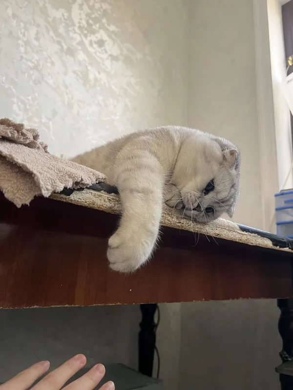 Sotlmidi ! Berlmidi! Vyazkaga qiz mushulani chaqiramiz ! — фото 2