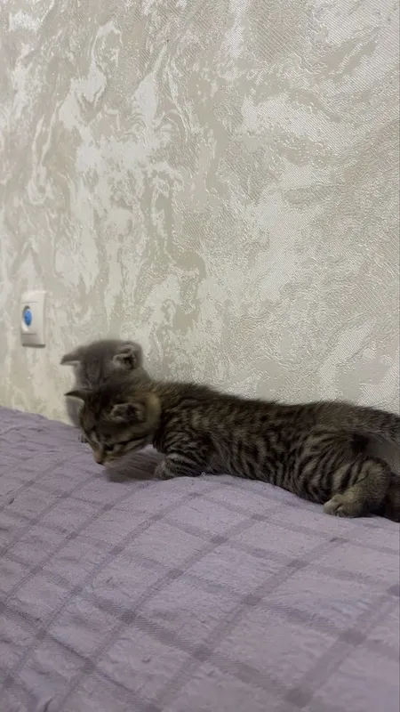 Котята пародистые 1 Котята пародистые 1