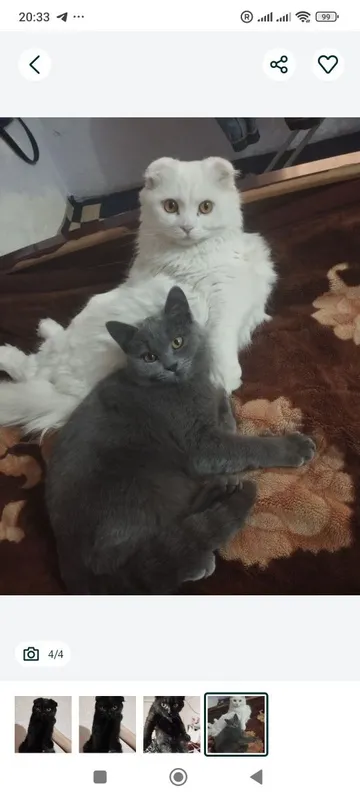 Скоттиш фольд от правильной вязки — фото 6