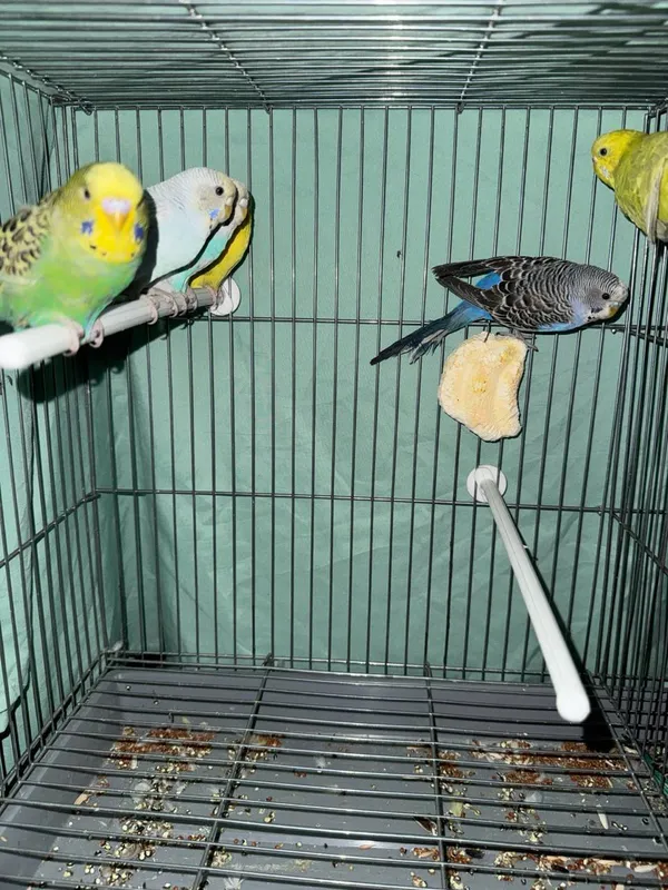 tayyor qushlar sotiladi srochna!!! 4 tayyor qushlar sotiladi srochna!!! 4
