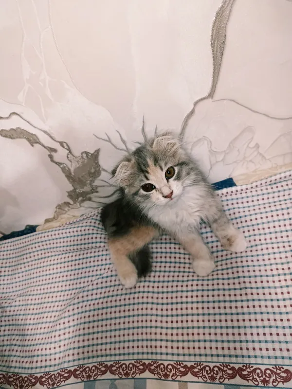 котёнок скотиш фолд 4 котёнок скотиш фолд 4