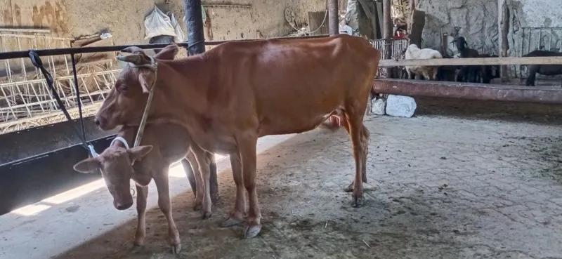 Ona bola sigirlar 5