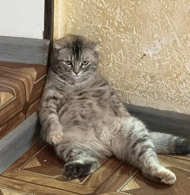 Продаются шотланские котята (скотиш фолд, страйд) 6 Продаются шотланские котята (скотиш фолд, страйд) 6