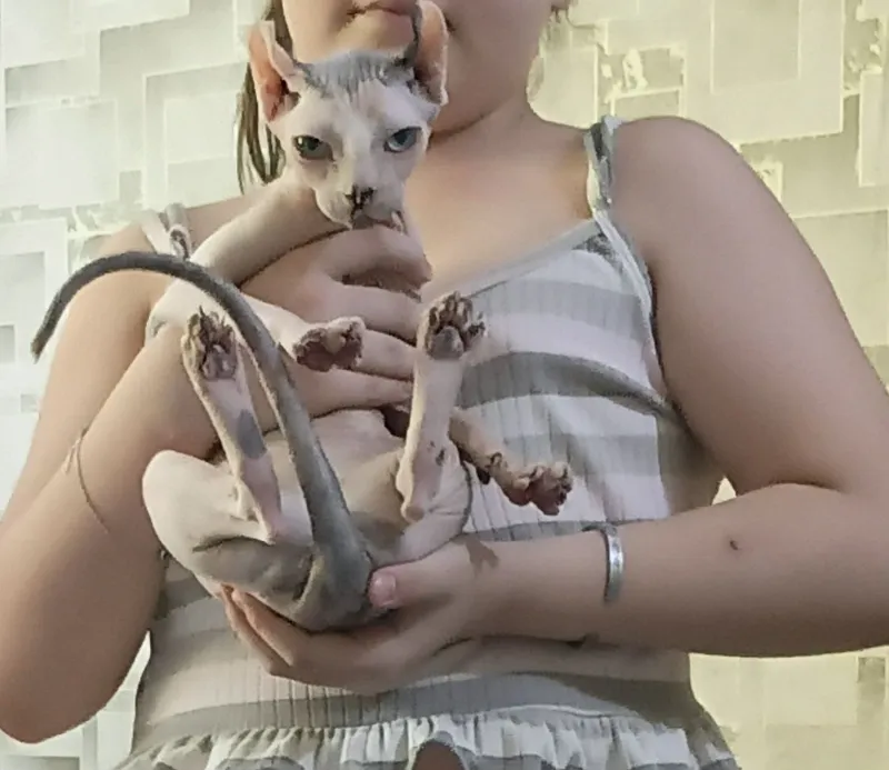 породистая кошка Свинкс — фото 2