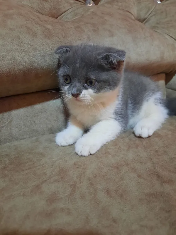 Котята породы скоттиш-страйт 1 Котята породы скоттиш-страйт 1