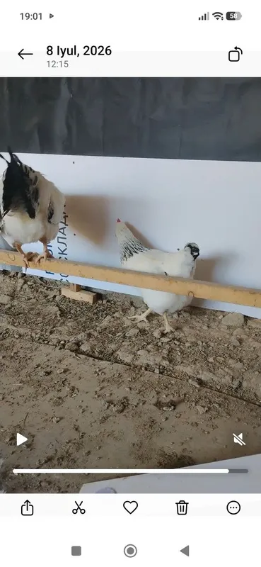 Adler uheyul Jersi va avstarlob tuhumlari bor 2 Adler uheyul Jersi va avstarlob tuhumlari bor 2