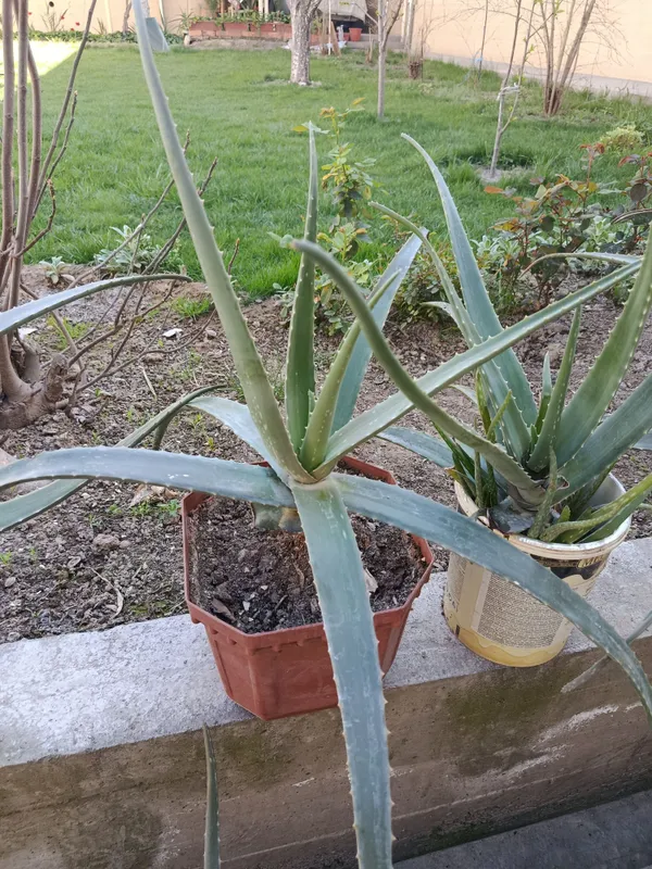 Aloe Vera, shifobaxsh, 20 000 Dan 200 000 gacha — фото 2