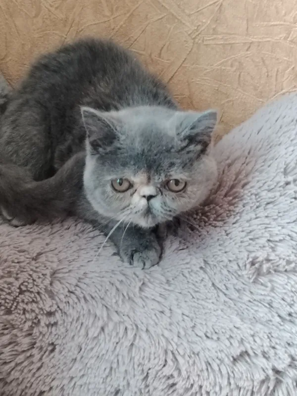 Прадаю Сваю Кошка