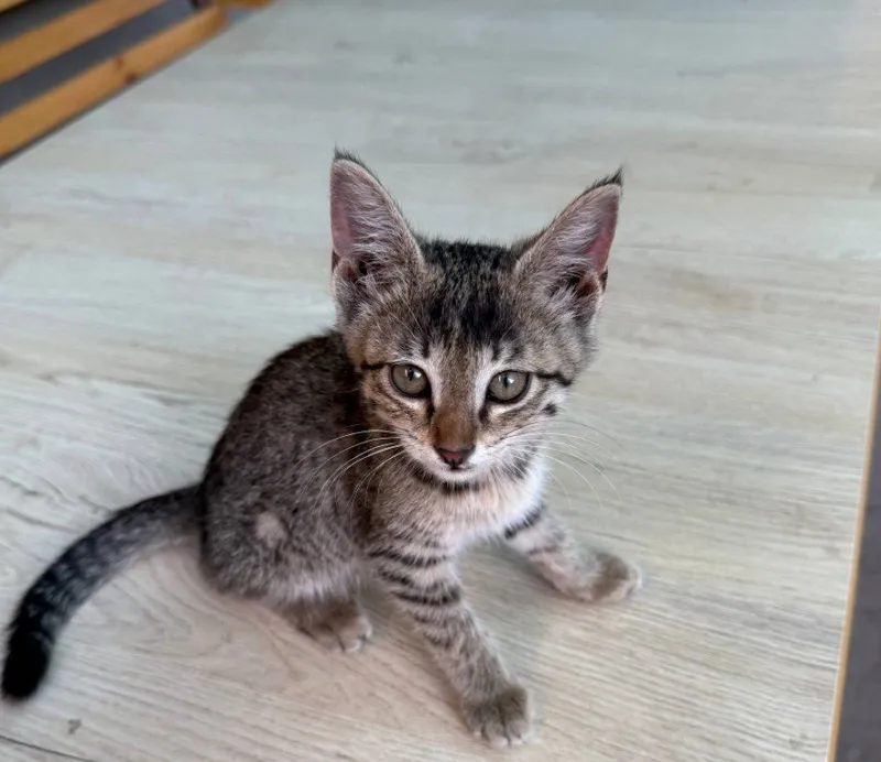 Котёнок девочка, отдам в хорошие руки 2 Котёнок девочка, отдам в хорошие руки 2